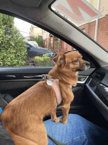 a small brown dog is sitting in the driver 's seat of a vehicle