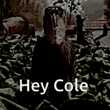 Cole Hey Cole GIF - Cole Hey Cole GIFs