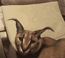 a close up of a caracal cat laying on a chair .