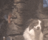 a brown and white dog is sitting in front of a rock wall