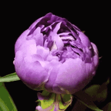Blooming Flower GIFs | Tenor
