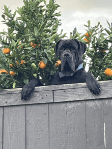 Mastiff Neopolitan Mastiff GIF - Mastiff Neopolitan Mastiff Dog GIFs