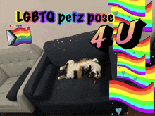 a cat is laying on its back on a couch with the words lgbtq petz pose 4u above it