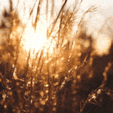 Wheat Grass GIF - Wheat Grass Happy GIFs