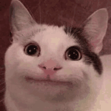 Beluga Beluga Cat Meme GIF - Beluga Beluga Cat Meme GIFs