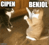 two cats are playing with each other with the words cipen benjoi above them