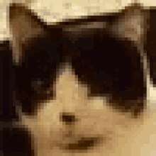 Tuxedo Cat Nod GIF - Tuxedo Cat Nod Nodding Cat GIFs