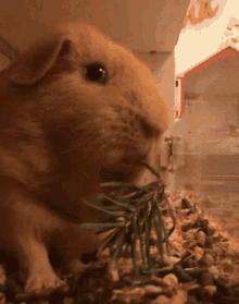 Guinea Pig Eating GIF - Guinea Pig Eating Chewing GIFs