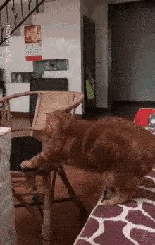 Curious Cat Gets Stuck In Bra Trapped GIF - Curious Cat Gets Stuck In Bra  Trapped Cat - Discover & Share GIFs