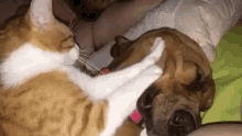 Cat Dog GIF - Cat Dog Massaging GIFs