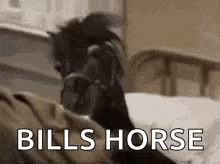 Horse Bed GIF - Horse Bed Sleep GIFs