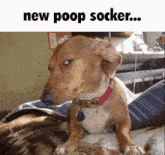 Poop Sock Pixelrot GIF - Poop Sock Pixelrot New Poop Socker GIFs
