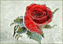 Snowy Rose GIF