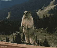 Marmot Nouka GIF - Marmot Nouka Scream GIFs