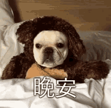 晚安 GIF - Good Night Viralhog Dog GIFs