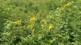 Yellow Color GIF - Yellow Color Nature GIFs