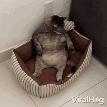 Cleaning Myself Viralhog GIF - Cleaning Myself Viralhog Licking My Body GIFs