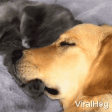 Cat Hugging The Dog Viralhog GIF - Cat Hugging The Dog Viralhog Cuddle GIFs