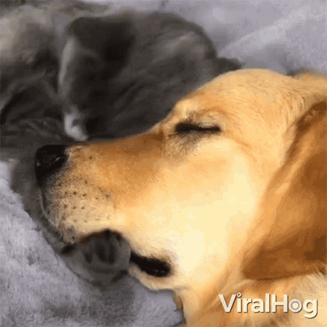 cat-hugging-the-dog-viralhog.gif