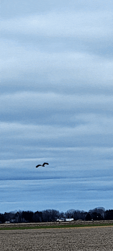 a bird is flying over a field with a cloudy sky