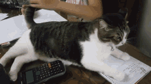 cat petting