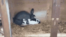 a couple of rabbits are laying on top of each other in a wooden cage .