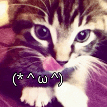 a close up of a cat 's face with a purple background and a smiley face