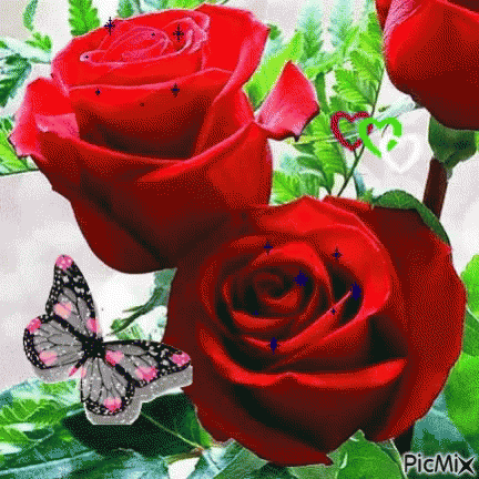 Red Roses GIF - Red Roses Flower - Discover & Share GIFs Red Roses GIF - Red Roses Flower - Discover & Share GIFs