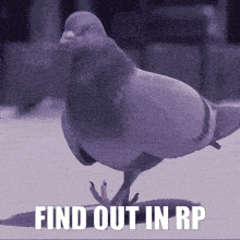 a picture of a pigeon with the words find out in rp on the bottom
