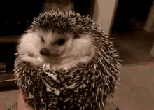 Funny Animals Coming Out GIF - Funny Animals Coming Out GIFs