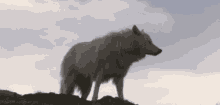 wilderness wolf