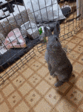 a grey rabbit standing on its hind legs in front of a cage