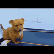 Treadmill Dog GIF - Treadmill Dog Puppy GIFs