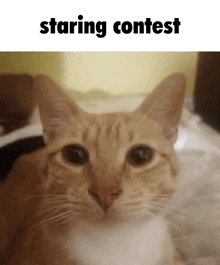 Cat Stare GIF - Cat Stare Staring Contest GIFs