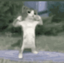 Cat Dance GIF - Cat Dance Animated GIFs