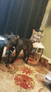 Dog Tail Wagging GIF - Dog Tail Wagging Looking GIFs