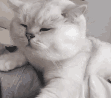 Chuyfoxy Cat GIF - Chuyfoxy Cat GIFs