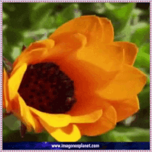 Yellow Flower GIF - Yellow Flower Bloom GIFs