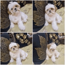 Prawns Cute Dog GIF - Prawns Cute Dog GIFs