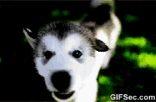 Husky Puppy GIF - Husky Puppy Adorable GIFs