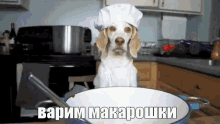 макароны макарошки спагетти собака готовим кухня GIF - Pasta Makarony Spaghetti GIFs
