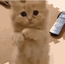 13 cat GIFs that are so cute we just can't – The Eyeopener