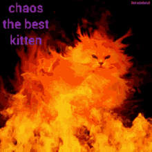 chaoskitten