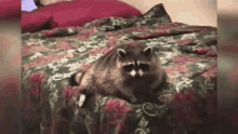 Racoon Bed GIF - Racoon Bed GIFs