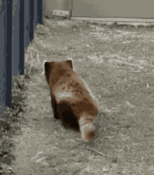 Dance Red Panda GIF - Dance Red Panda Wiggle GIFs