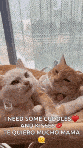 Cat Love Kiss GIF