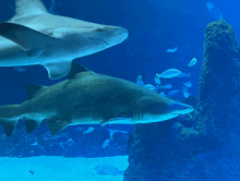Sharks GIF - Sharks GIFs