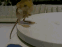 Jerboa GIF - Jerboa Rodent Mouse GIFs