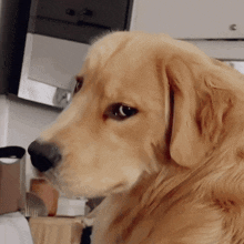 a close up of a dog looking at something