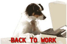 back to work barking orders office dog